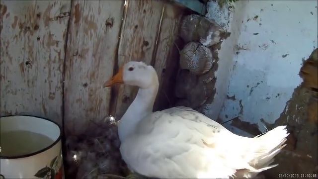 Инкубаторские гуси вывели потомство смотреть онлайн