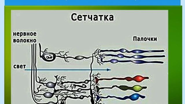 Физиология зрения для оптометристов смотреть онлайн