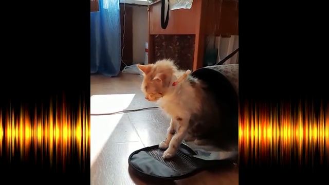 История спасения кошки Ёлки смотреть онлайн