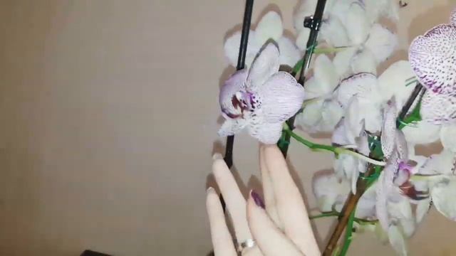 #ОРХИДЕИ ОРХИДЕИ КЛЕОПАТРА!!! БЕЗ ПЕРЕСАДКИ 2 ГОДА #КЛЕОПАТРА смотреть онлайн