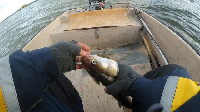 Ловля судака осенью в середине октября 2017г. Ловля судака на джиг осенью. смотреть онлайн