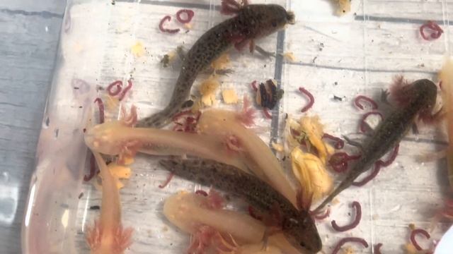 Чем кормить аксолотля в домашних условиях #аксолотль #axolotl смотреть онлайн