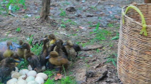 Heang Pailin - Women Finding Duck With Turtle And Help Duckling - Cooking Duck Egg Eat Delicious