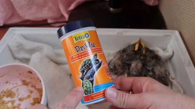 Птенцы вывалились из гнезда / спасаем птенцов / чем кормить птенца смотреть онлайн