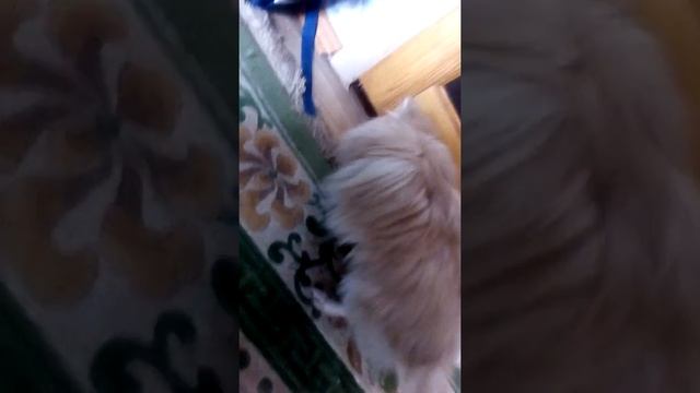 Как научить собаку сидеть смотреть онлайн
