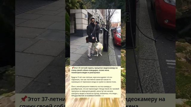Этот 37-летний парень прицепил видеокамеру на спину своей собаке-поводырю, позже жена посмотрела смотреть онлайн
