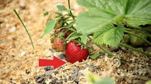 Лучшая мульча для клубники весной повысит урожайность и защитит ягоды от болезней!