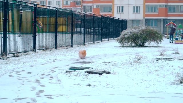 ШПИЦ ЭЛИС ВПЕРВЫЕ ГУЛЯЕТ ПО ПЕРВОМУ СНЕГУ | ВЫГУЛИВАЕМ СОБАКУ | СНЕЖНЫЙ ПЕСИК смотреть онлайн