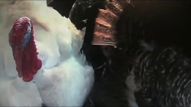 Профилактики заболеваний индейки до 100 дней // Секреты хороших урожаев.