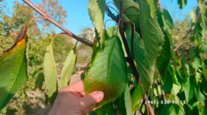 Черешня Краса Кубани