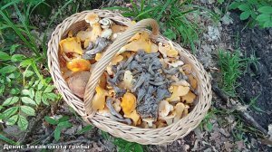 Лисички бледная и серая, а так же несколько видов других грибов