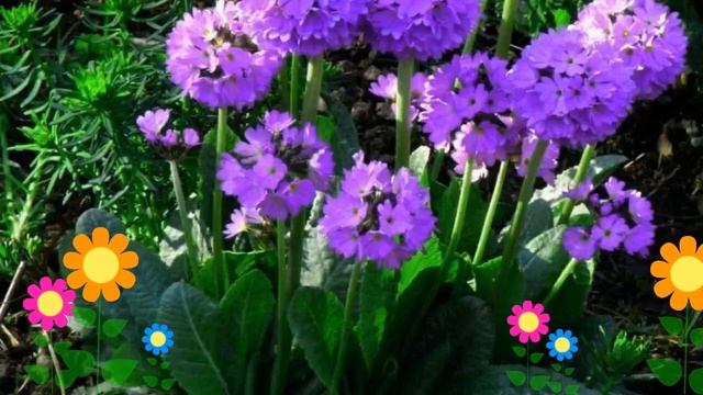 Примула мелкозубчатая Лилак (Lilac). Краткий обзор, описание характеристик, где купить саженцы