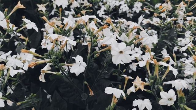 VID 20220802 210039 Отъезд 1958 (Г. Айги)...Павел Васильев Лахтинский смотреть онлайн