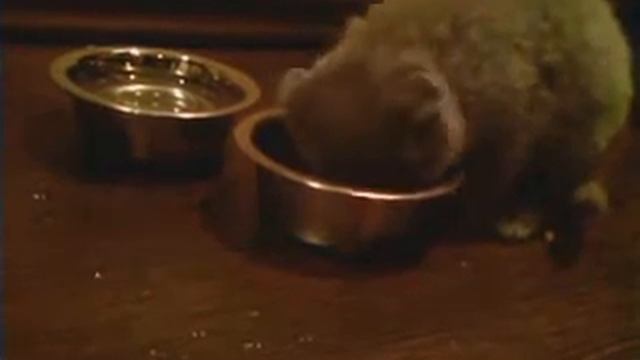 Котенок британский шарпей жадно ест корм. смотреть онлайн