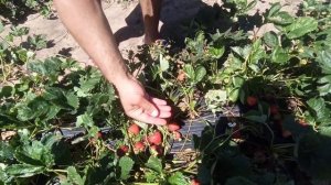 Клубника Кабрилло ... какая урожайность ... розсада Клубники на заказ