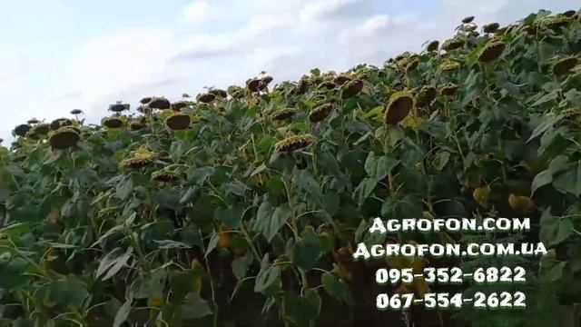 Подсолнечник Под Гранстар? НСХ 8005 ?Отзыв фермера смотреть онлайн