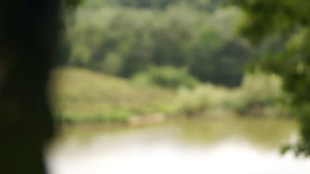 Листья и река Белая в Адыгее смотреть онлайн