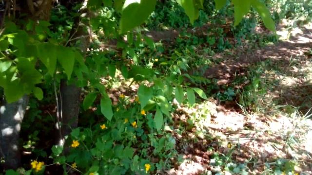 Моя пасека. Быт пасечника. На кочевой Пасеке. смотреть онлайн