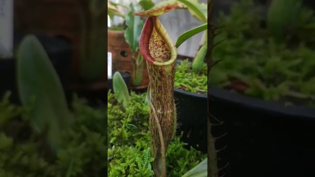 Nepenthes maxima x (boschiana x spathulata) смотреть онлайн