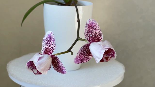 Phalaenopsis Dragon Maple Peloric