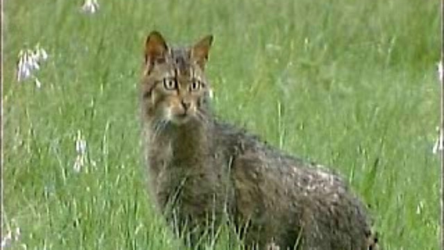  Европейская дикая кошка смотреть онлайн