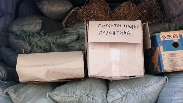 Рассада помидоров, клубника Максим гигантелла. смотреть онлайн