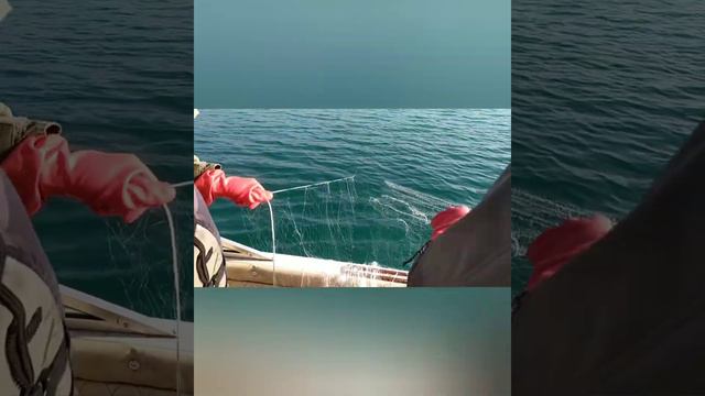 балыктар куткарылды смотреть онлайн