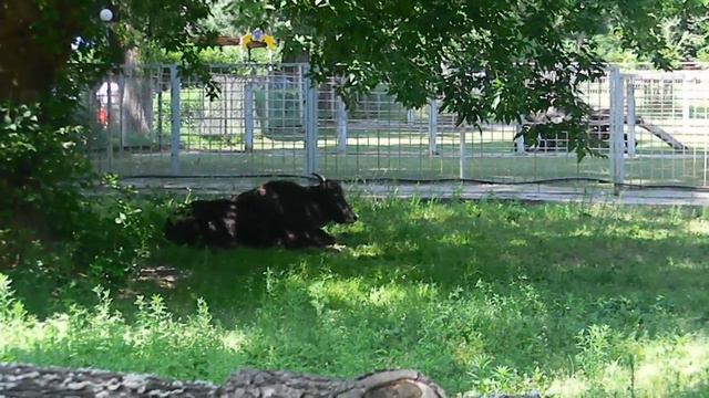 Як(Киевский зоопарк) смотреть онлайн