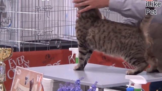 Какие породы кошек самые общительные? смотреть онлайн