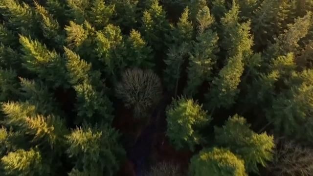 Девушка увидела маленького котенка на дороге. Дальше случилось Невероятное! смотреть онлайн