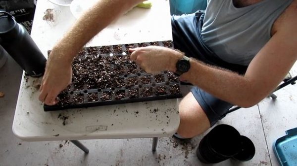 Growing Natal Plum (aka Carissa macrocarpa) From Seed