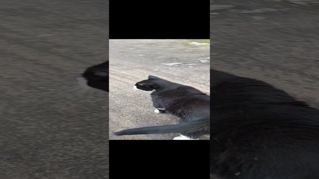 Фенюшка хрюшка. смотреть онлайн