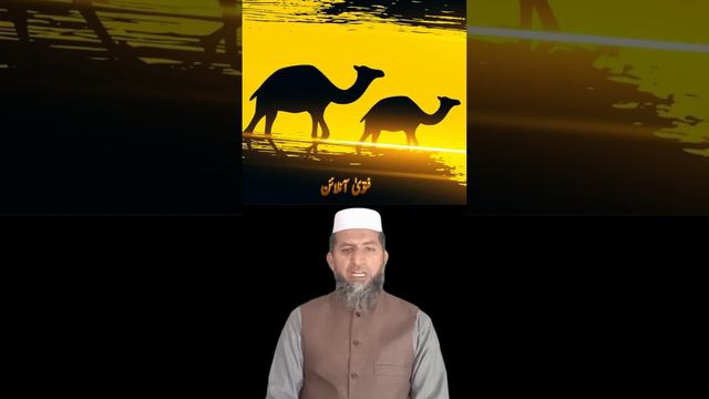 Camel Zakat || OOnt Ki Zakat Ka Tarika #Camel #oont #zakat #fatwaonline #onlinefatwa #shabbirahmad