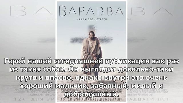 Хозяйка спрашивает грозного и серьезного питбуля, пойдет ли он на прогулку. Ответ просто огонь! смотреть онлайн