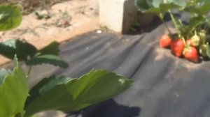 АЛЬБА   - один из самых ранних сортов клубники.