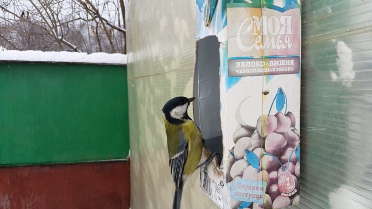Отдыхаем у тещи смотреть онлайн