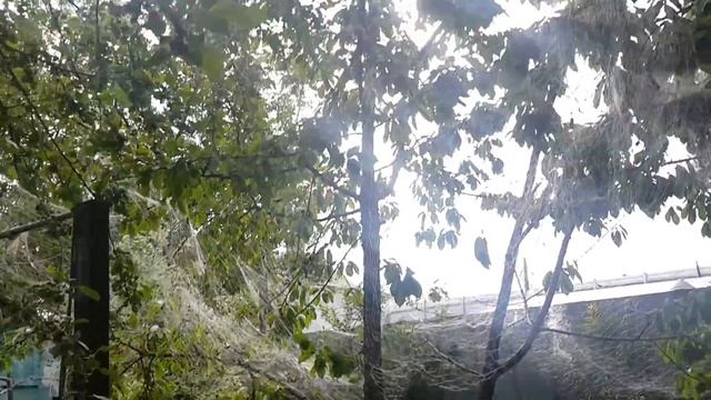 Как бороться с дроздами и прочими пернатыми поедающими урожай смотреть онлайн