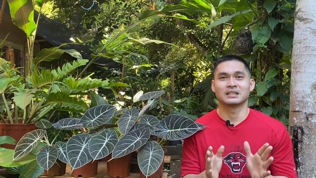 BAKIT NANINILAW ANG DAHON NG BLACK VELVET??! | ALOCASIA BLACK VELVET смотреть онлайн