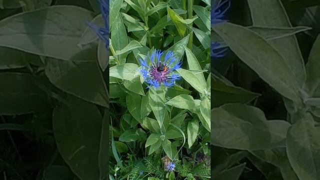 июнь 2022/цветы/сирень/дачные зарисовки смотреть онлайн