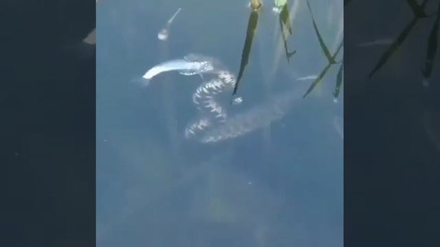 Как змея ловит рыбу // How a snake catches fish смотреть онлайн