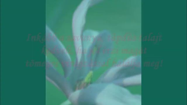 Susan liliomfa (Magnolia 'Susan') - videó képekben смотреть онлайн