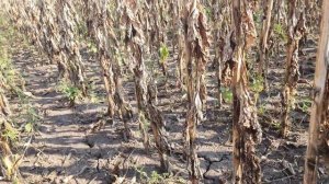 Уборка подсолнечника Сузука от Syngenta. 35ц/га Супер гибрид