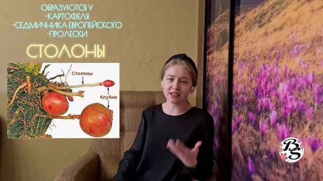 БОТАНИКА|ПОДЗЕМНЫЕ ВИДОИЗМЕНЕННЫЕ ПОБЕГИ смотреть онлайн