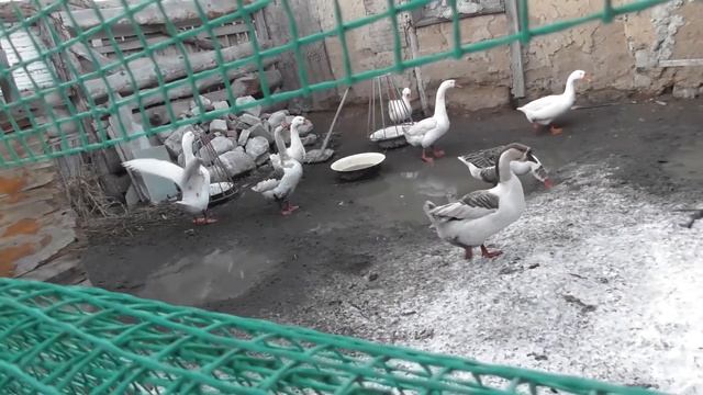 Первая прибыль, в этом году, продал пару гусей. смотреть онлайн