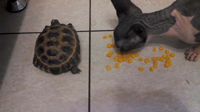 Сфинкс ест кукурузу смотреть онлайн