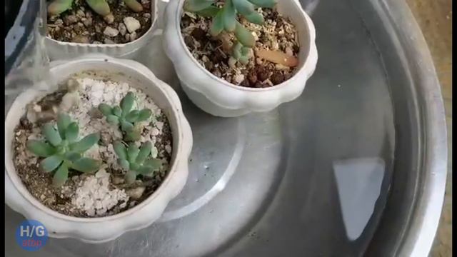+TIPS FOR WATERING SUCCULENT/JELLY BANANA/2022/halaman gusali travel at iba pa смотреть онлайн