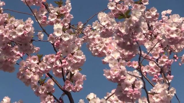 САКУРЫ НЕЖНО-РОЗОВЫЙ ЦВЕТ (Sakura. Varash. Ukraine) смотреть онлайн