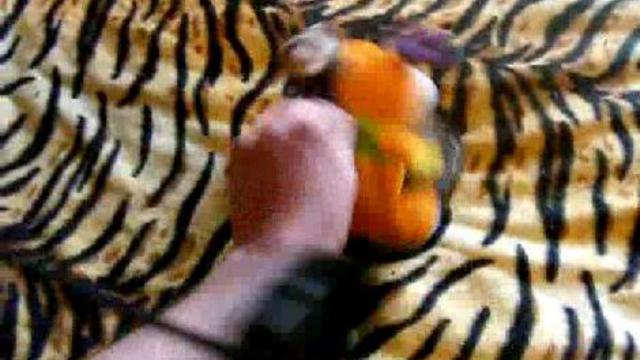 Игры Хозяина с хорьком :) смотреть онлайн