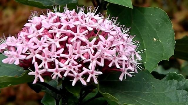 Clerodendrum Bungei
