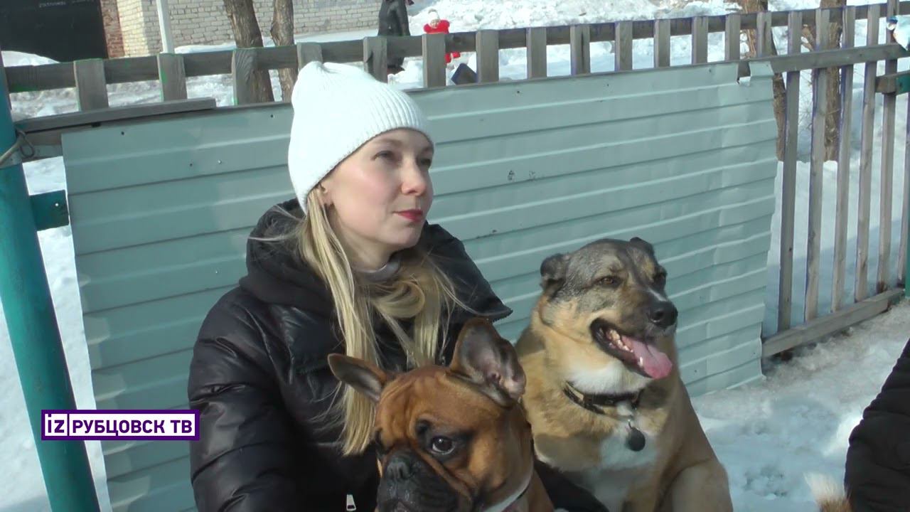 Собачьи состязания смотреть онлайн